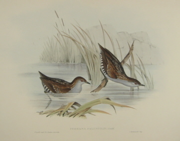 John Gould Birds of Australia